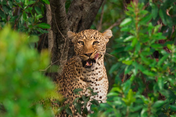 Leopard (Panthera pardus) in a tree, Masai Mara National Reserve, Kenya, Africa.