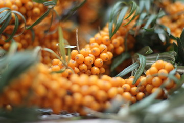 the orange gifts of nature are sea buckthorn