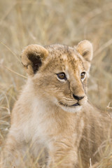Naklejka na ściany i meble African Lion cub (Panthera leo), Masai Mara National Reserve, Kenya, Africa.