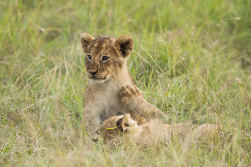 African Lion cubs (Panthera leo), Maasai Mara National Reserve, Kenya, Africa.
