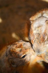 two brown rodents standing and kissing