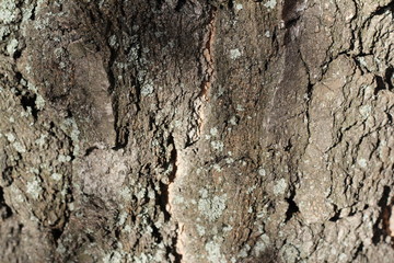 the texture of the tree bark
