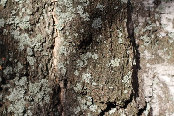 the texture of the tree bark
