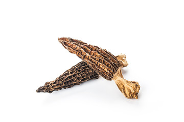Morel mushroom isolated on white background