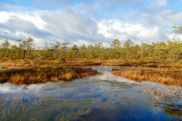 View from walking wooden trail in the swamp in Cenas moorland (Cenas tirelis), Latvia, Europe....