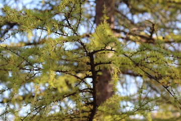 the branches of fir for the background