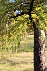 the branches of fir for the background