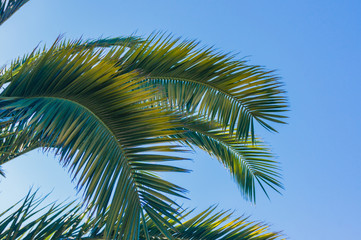 Green branches of palm trees on the background of  blue sky - background and leisure concept