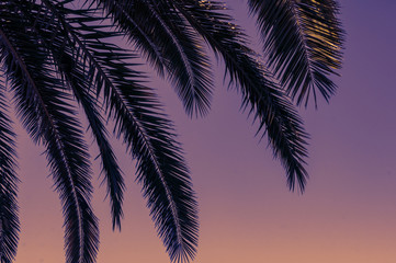 Fototapeta na wymiar Green branches of palm trees on the background of dusk purple sky - sunset background and leisure concept