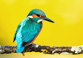 Kingfisher perched on a branch