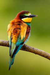 Portrait of a colorful bird