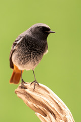 Small bird on a trunk