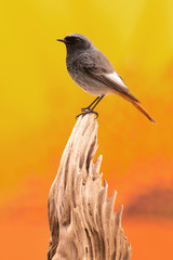 Small bird on a trunk