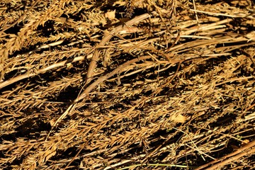 dry grass gathered in a pile