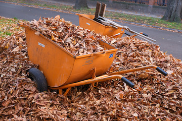 Collected autumn leaves, wheelbwarrows and brooms