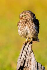 Cute owl, small bird with big eyes