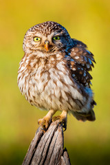 Cute owl, small bird with big eyes