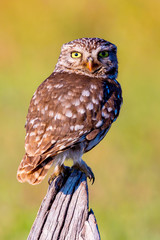 Cute owl, small bird with big eyes