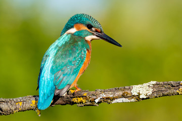 Obraz premium Kingfisher perched on a branch