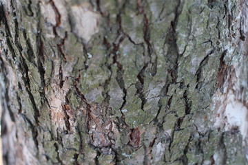 the texture of the tree bark
