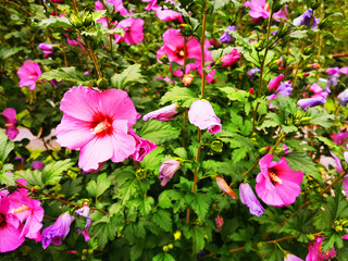 hibiscus flowers texture