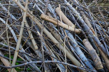 Heap of cutting branches and twigs