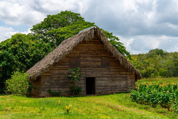 Fototapeta na wymiar Tobacco shed or barn for drying tobacco leaves in Cuba