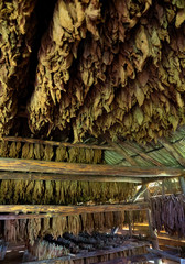 Tobacco drying, inside a shed or barn for drying tobacco leaves in Cuba