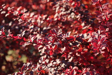red lush Bush for background