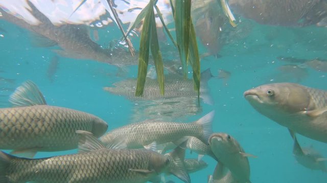 Underwater footage of feeding Grass carps (Ctenopharyngodon idella) with reed. Underwater video in the lake. Diving in fresh water. Beautifull group of grasscarps swimming uderwater. Grasskarpfen