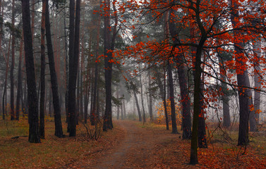 Obraz premium Forest. Autumn fogs. Autumn colors.