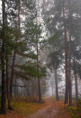 Forest. Autumn fogs. Autumn colors.