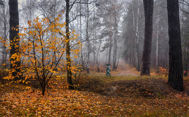Forest. Autumn fogs. Autumn colors.