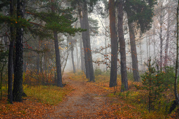 Forest. Autumn fogs. Autumn colors.