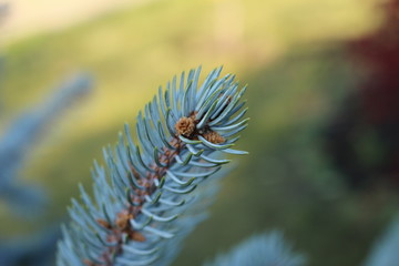 branch blue spruce with small cones