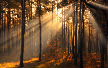 Forest. Sunny autumn morning. The lights of a sun. Haze.