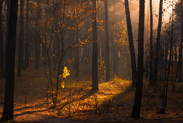 Forest. Sunny autumn morning. The lights of a sun. Haze.