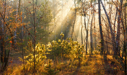 Forest. Sunny autumn morning. The lights of a sun. Haze.