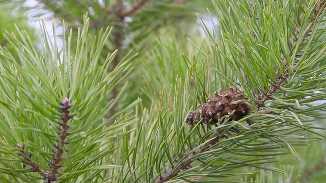 a brown little cedar cone hanging on a spruce branch sways in a vert