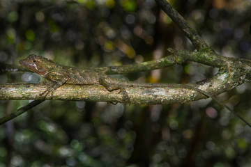 sri lanka rhino horned lizard