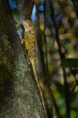 sri lanka rhino horned lizard