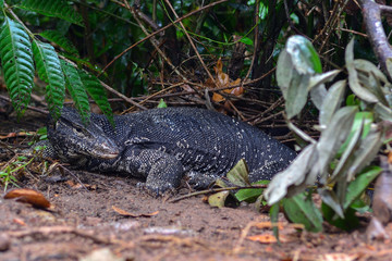 sri lanka waran goanna monitor lizard varanus