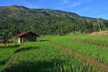 Fototapeta na wymiar Sri Lanka rice fields