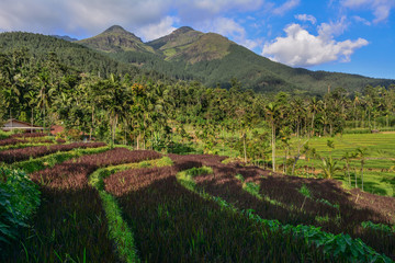 Fototapeta na wymiar Sri Lanka rice fields