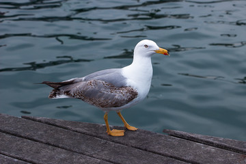 Möwe auf einem Holzsteg