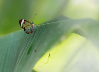 Pretty butterfly with transparent wings