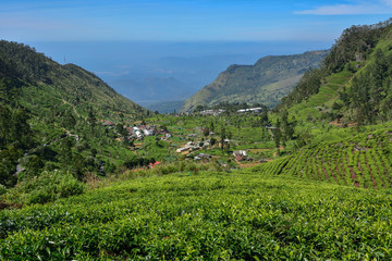 Fototapeta na wymiar Sri Lanka tea plantations
