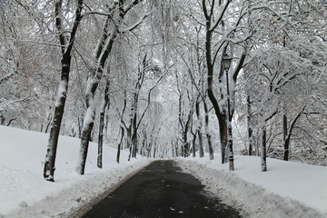 New Year eve. Winter in central city park. Snow alley and trees under the snow in urban park
