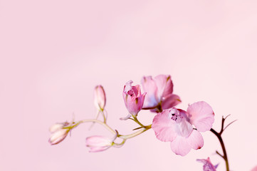 Fototapeta na wymiar lilac wild flower close-up on a pink background