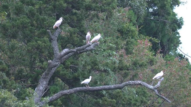 Flock of Nipponia nippon or Japanese Crested Ibis or Toki, once extinct animal from Japan, in a wood in Sado island